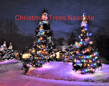 Christmas Trees Near Me