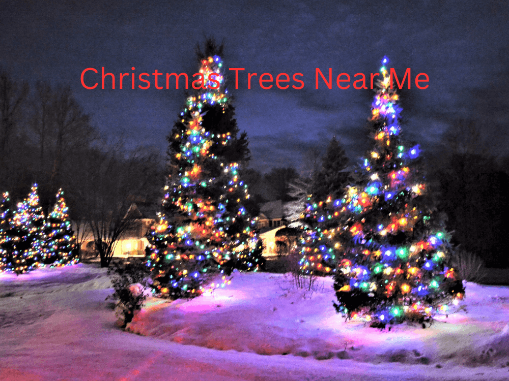 Christmas Trees Near Me